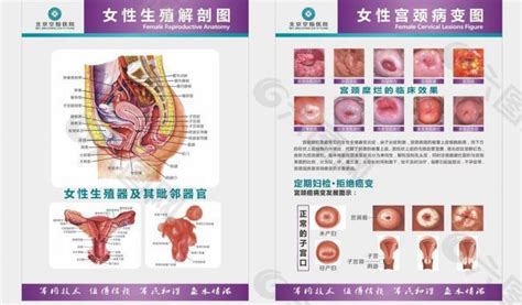 女性户型|科普图解12种女性生殖器官的迷人类型